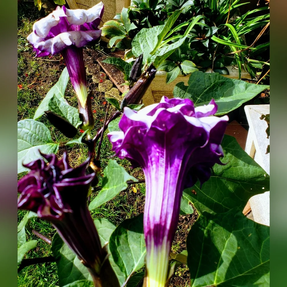 Double purple angel trumpet - Picture 4 of 9